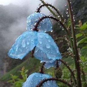 Meet your Posher, Barb